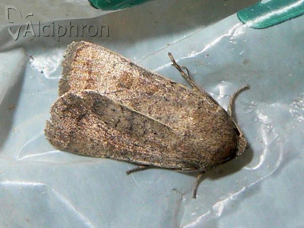 Hoplodrina superstes