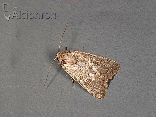 Hoplodrina superstes