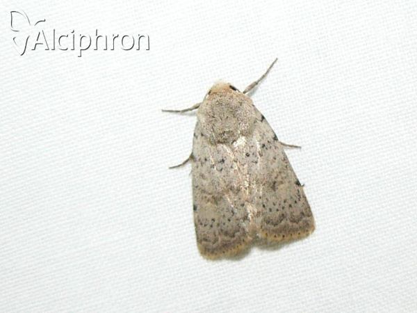 Hoplodrina respersa