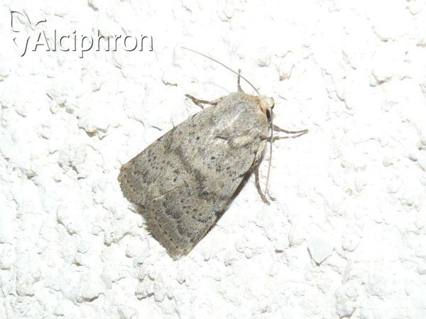 Hoplodrina respersa