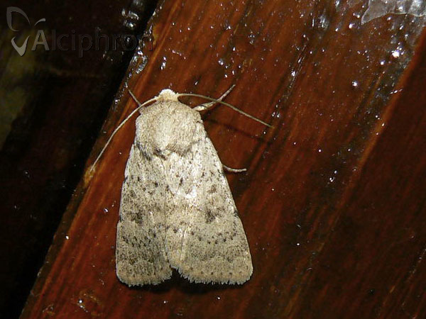 Hoplodrina respersa
