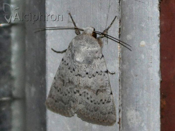 Hoplodrina respersa