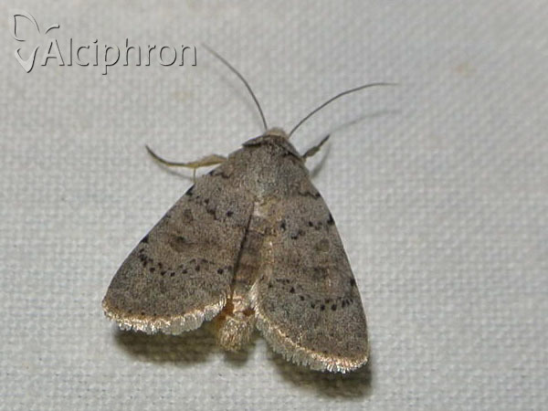 Hoplodrina respersa
