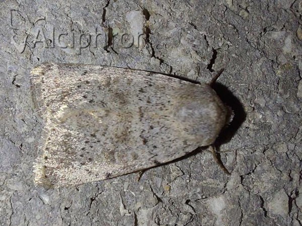 Hoplodrina respersa
