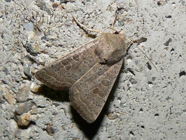 Hoplodrina ambigua