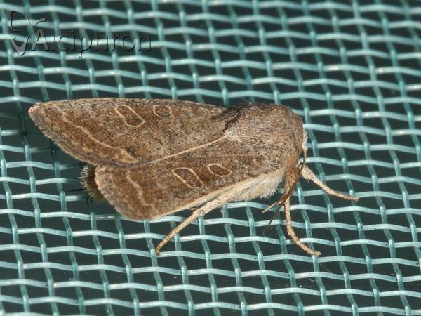 Hoplodrina ambigua