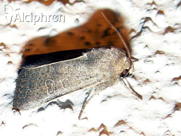 Hoplodrina ambigua