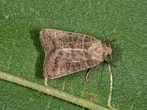 Hoplodrina ambigua