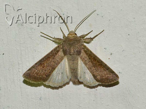 Hoplodrina ambigua