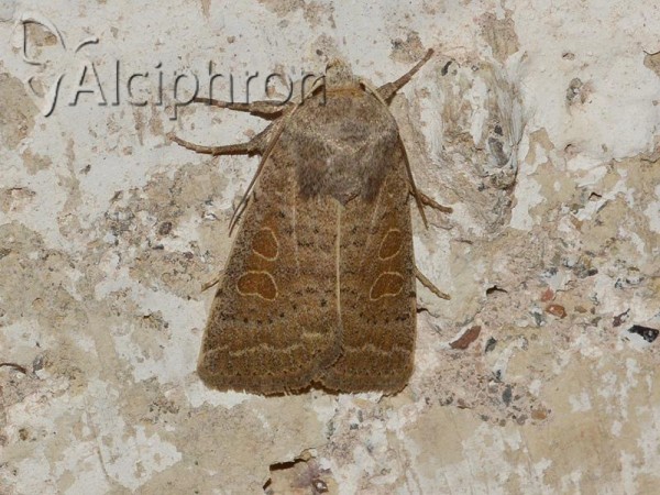 Hoplodrina ambigua