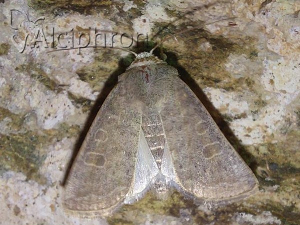 Hoplodrina ambigua