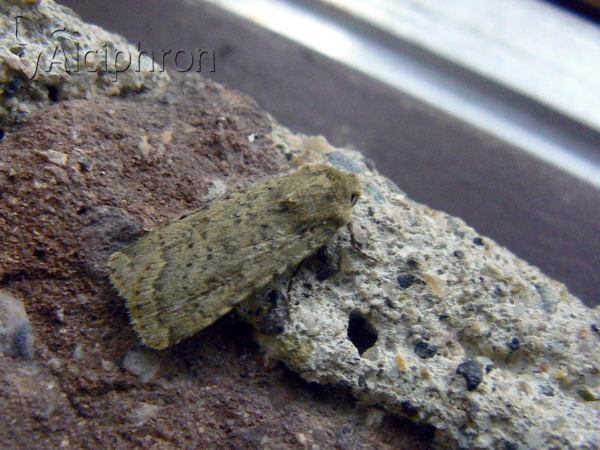 Caradrina morpheus