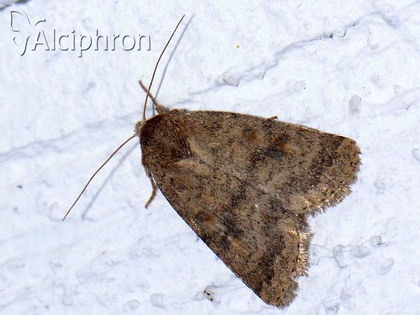 Caradrina morpheus