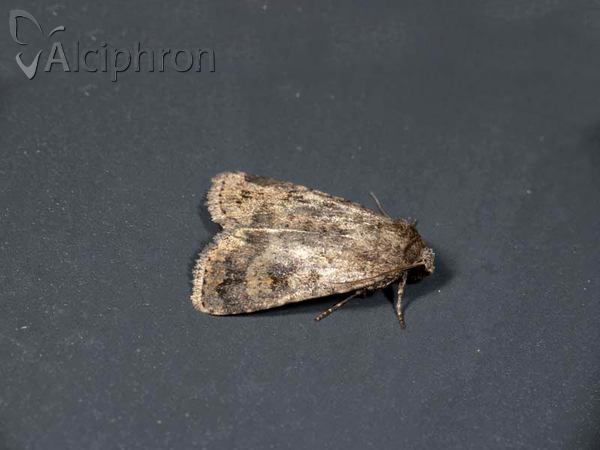 Caradrina morpheus