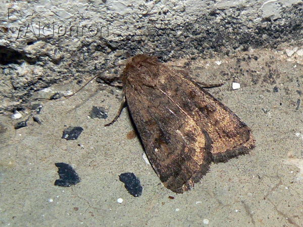 Caradrina morpheus