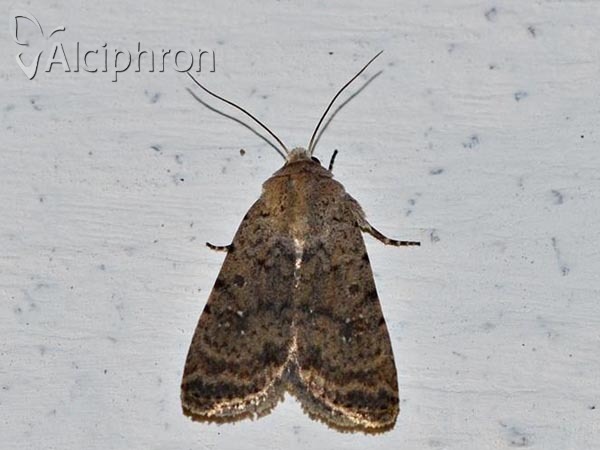 Caradrina morpheus