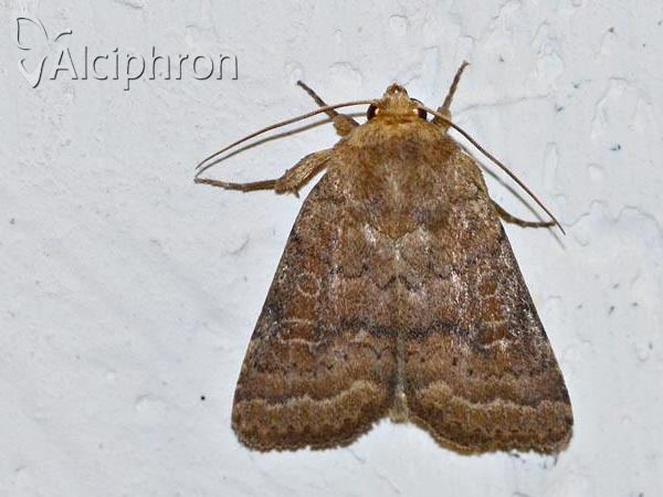 Caradrina morpheus