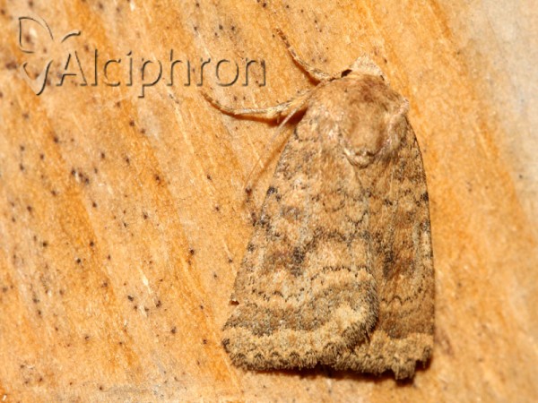 Caradrina morpheus