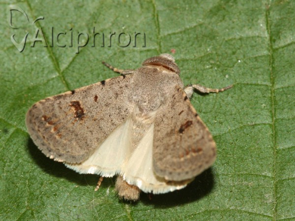 Caradrina kadenii