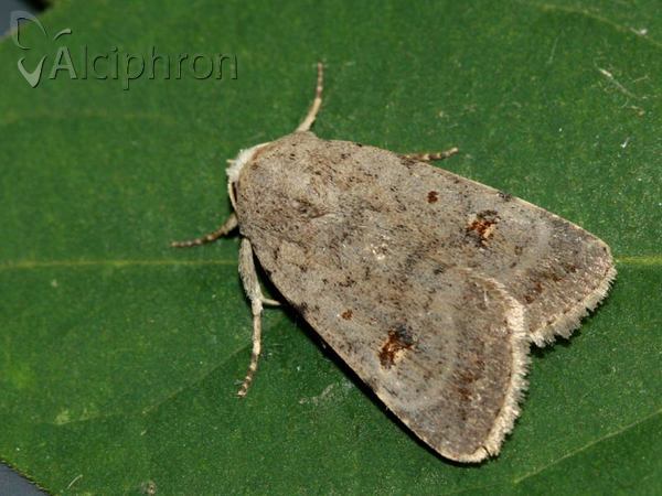 Caradrina kadenii