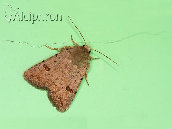 Caradrina kadenii