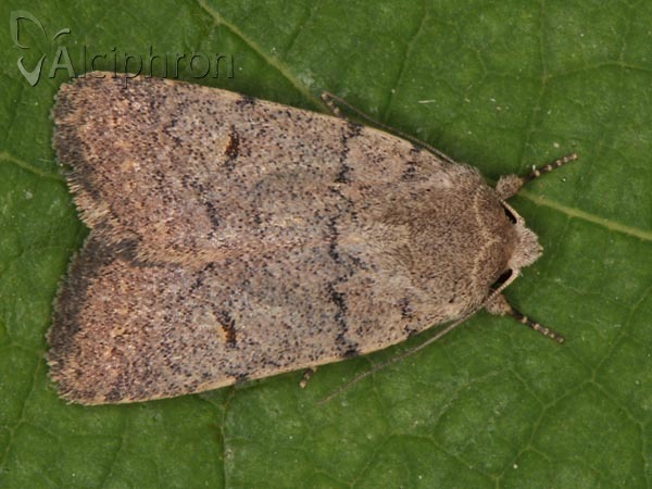 Caradrina aspersa