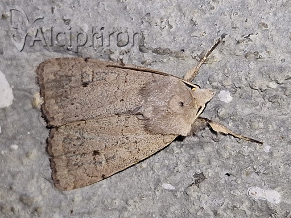 Caradrina aspersa