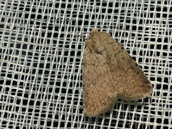 Caradrina flavirena