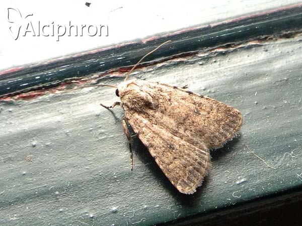 Caradrina flavirena