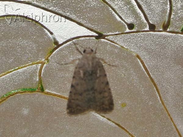 Caradrina flavirena