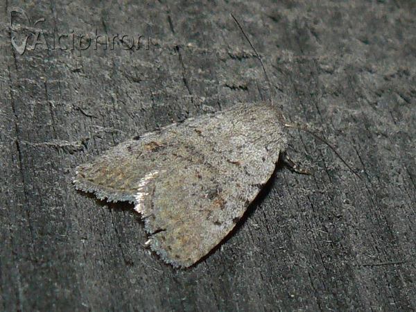 Caradrina clavipalpis