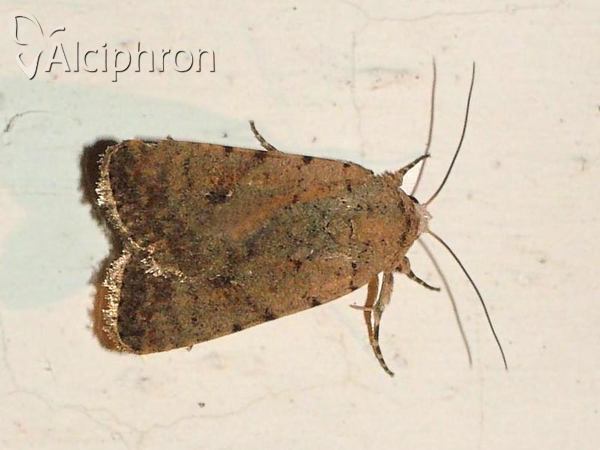 Caradrina clavipalpis