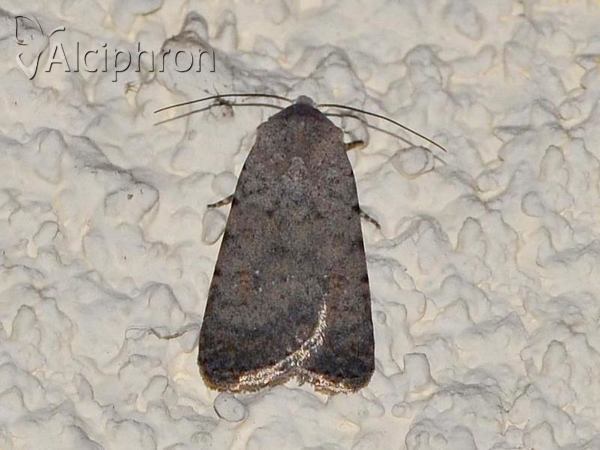 Caradrina clavipalpis