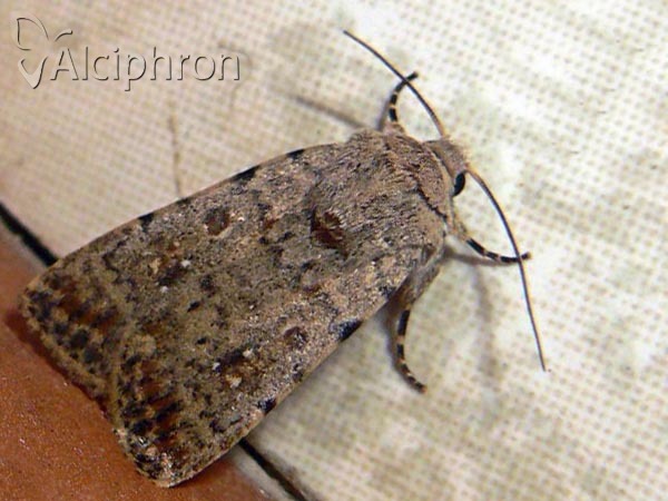 Caradrina clavipalpis