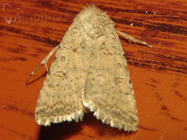 Caradrina clavipalpis