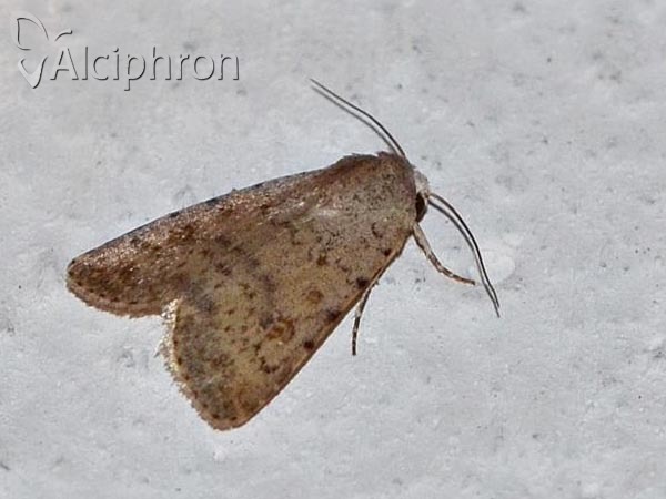 Caradrina clavipalpis