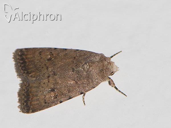 Caradrina clavipalpis