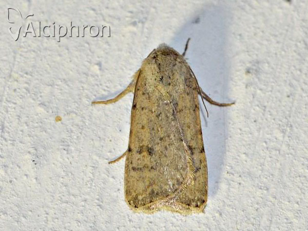 Caradrina clavipalpis