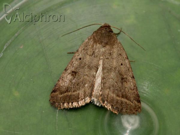 Athetis gluteosa