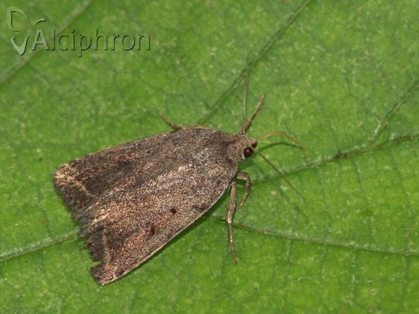 Athetis gluteosa