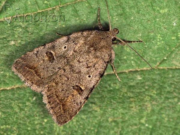 Athetis gluteosa