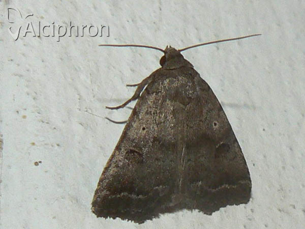 Athetis gluteosa
