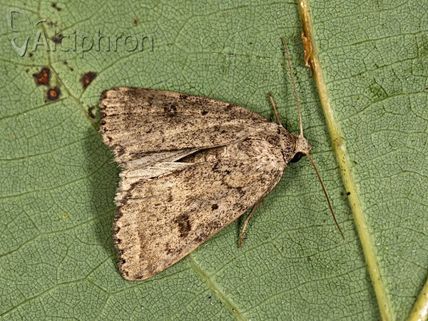 Athetis gluteosa
