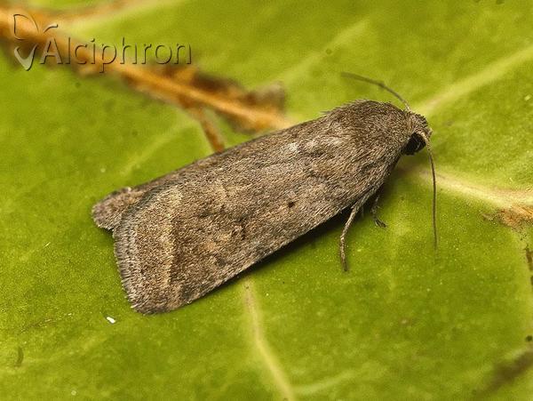 Athetis gluteosa