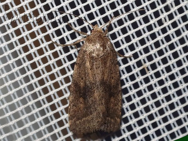 Athetis gluteosa