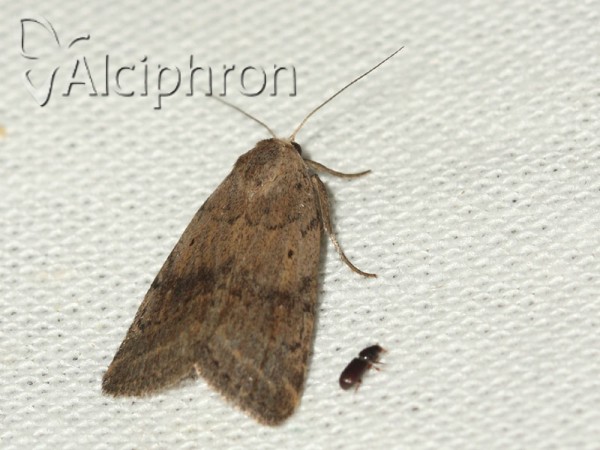 Athetis gluteosa
