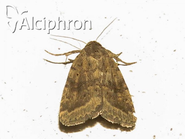 Athetis gluteosa