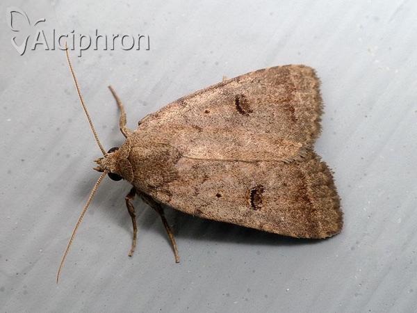 Athetis furvula
