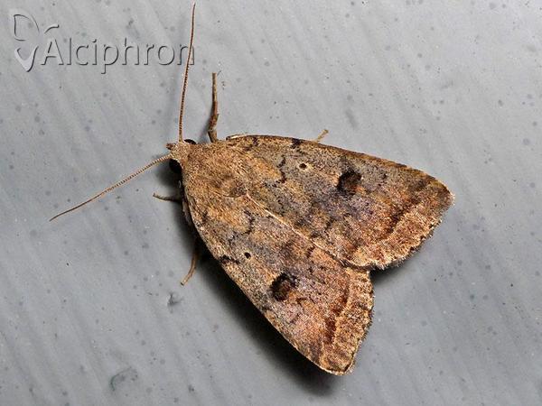 Athetis furvula