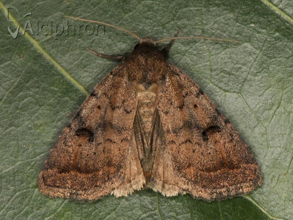 Athetis furvula